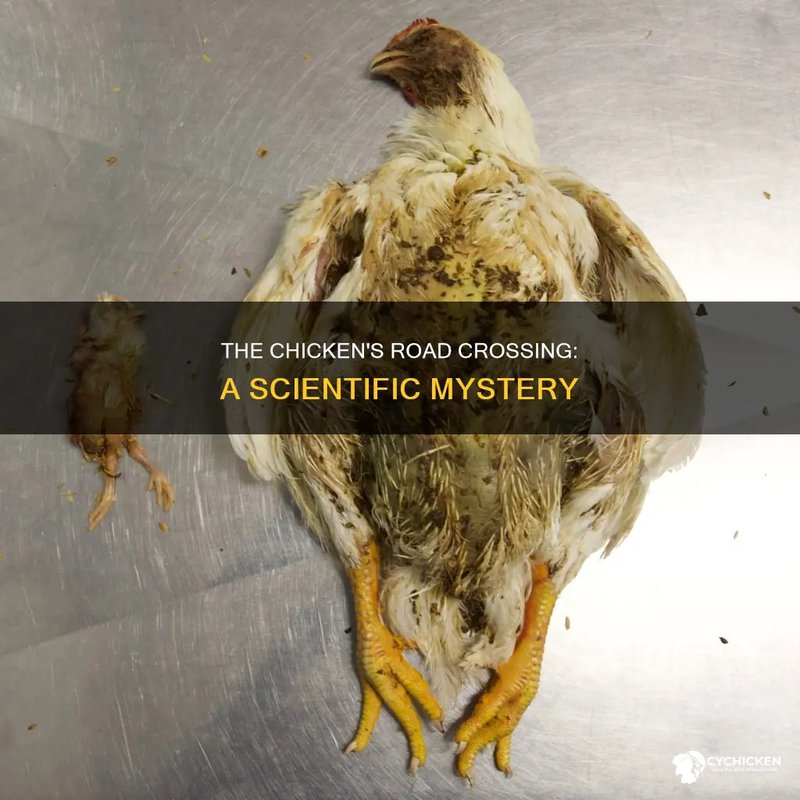 Chicken road oficial españa - Descubre las emocionantes aventuras del Chicken Road en España, ¡tu próxima
